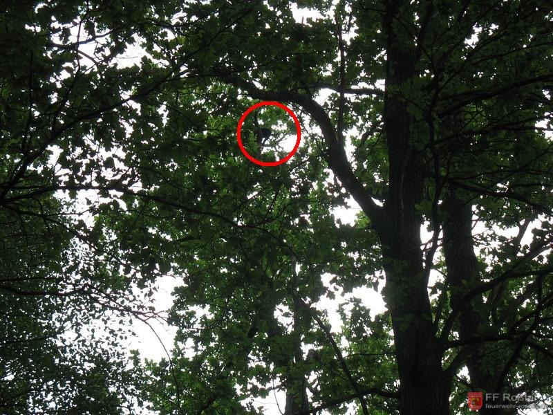 Bild 4 von 5 Katze ca. 35 Meter auf Baumkrone