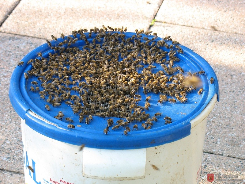Bild 8 von 8 Noch herum fliegende Bienen setzen sich auf den Eimer, in dem sich die K&ouml;nigin und ein Gro&szlig;teil des Volkes befindet